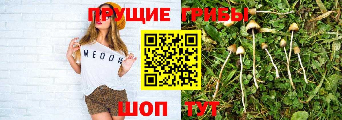 Ахтубинск  Галлюциногенные грибы Psilocybine cubensis  Вход с VPN 